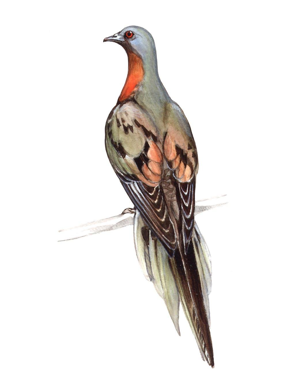 You won’t see another passenger pigeon.