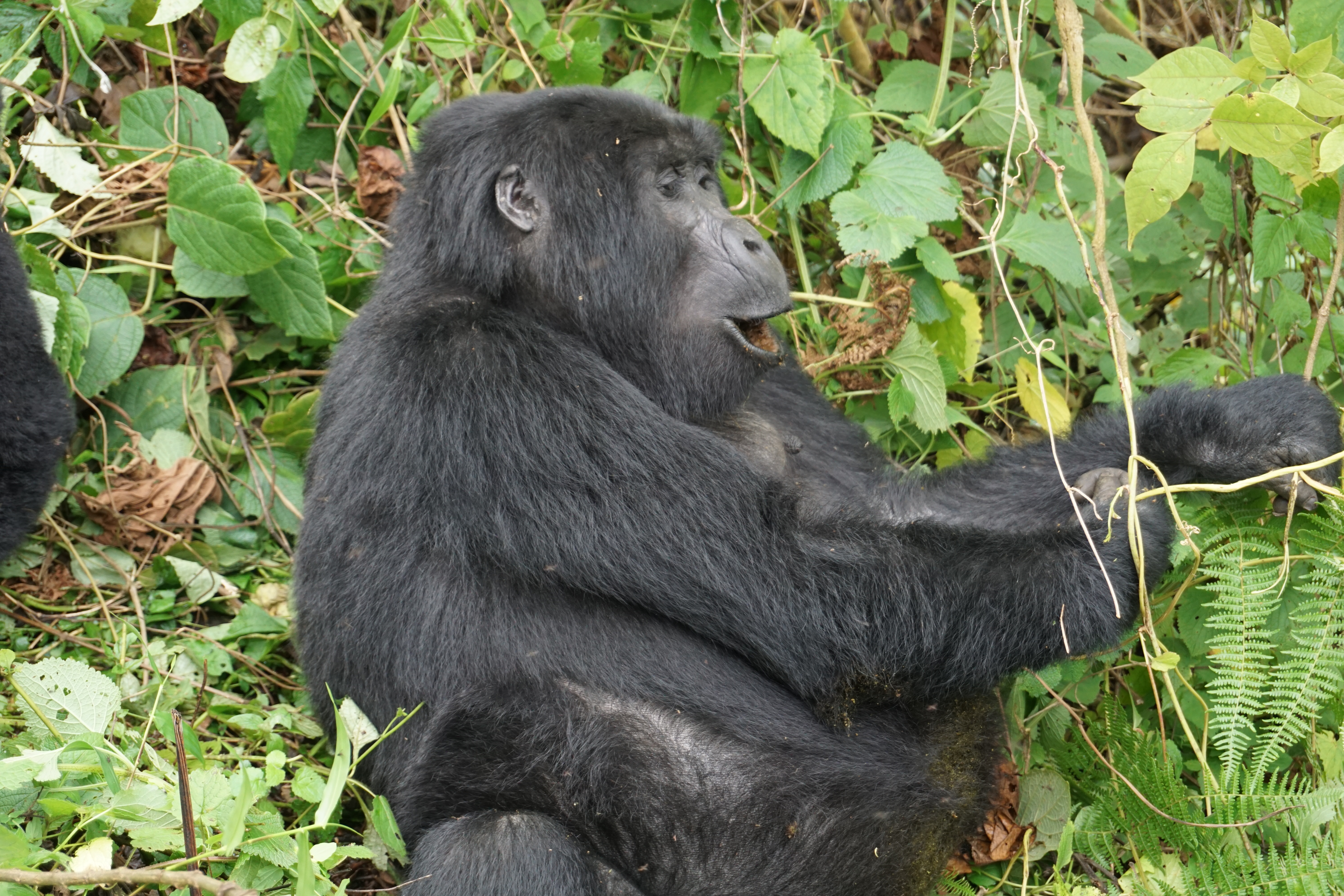 gorillas 3