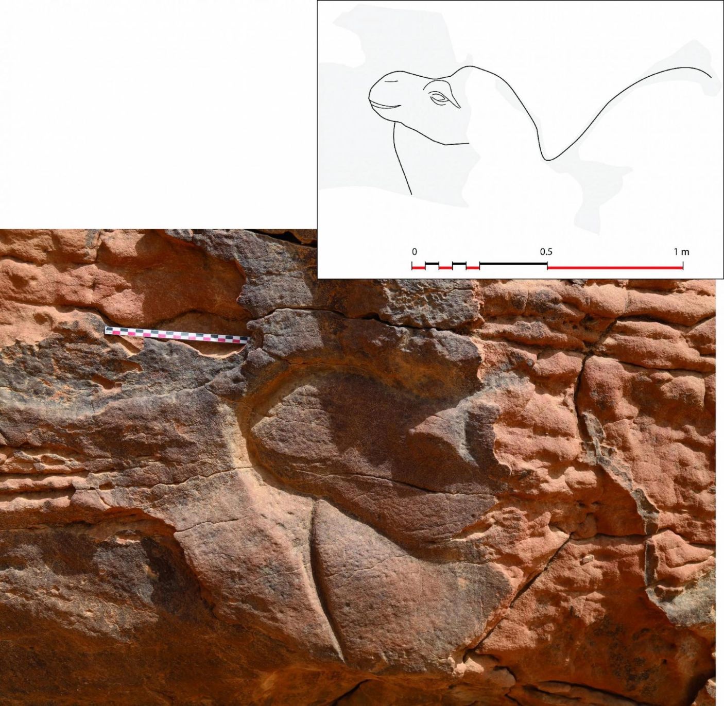 Camel Carving 2