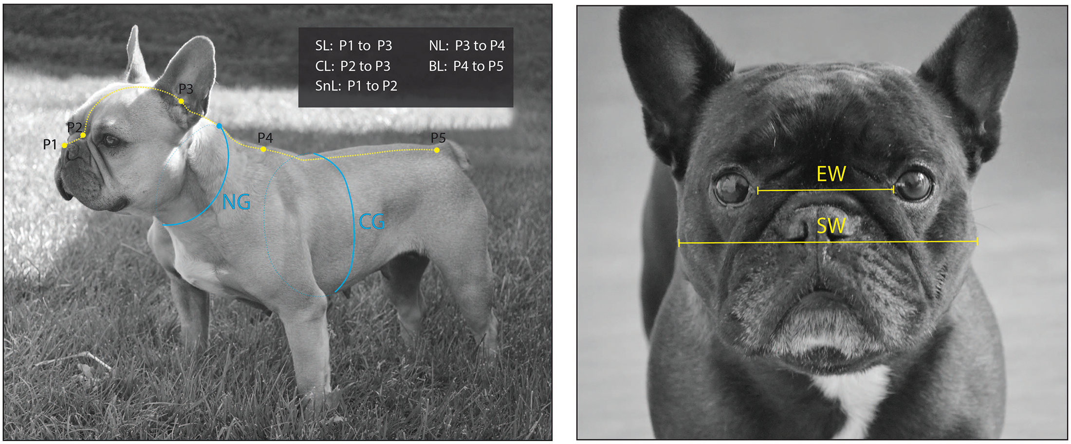 Pugs 2.PNG