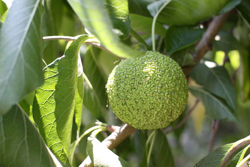 natural-insect-repellent.jpg