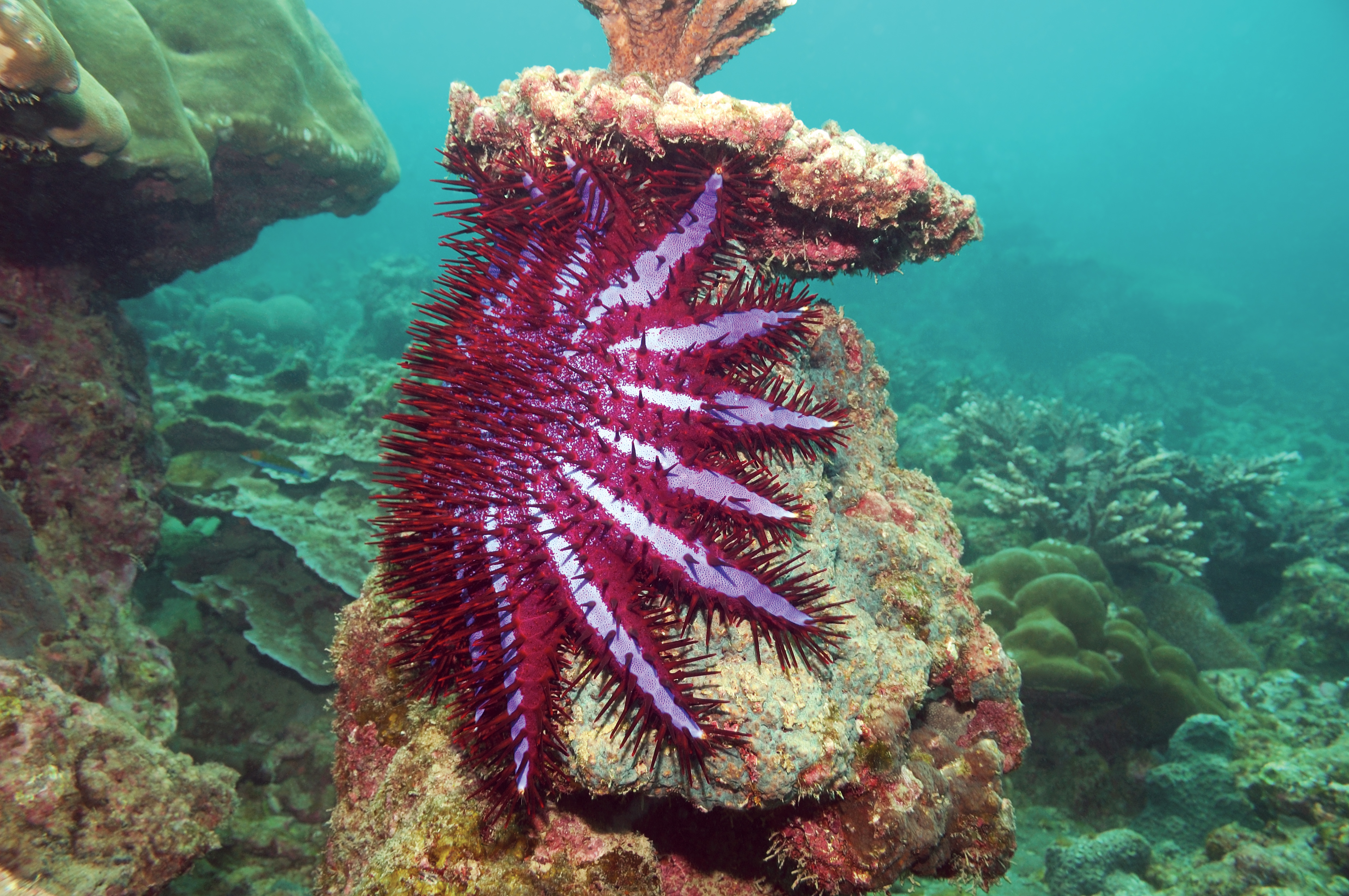 crown of thorns starfish.jpg