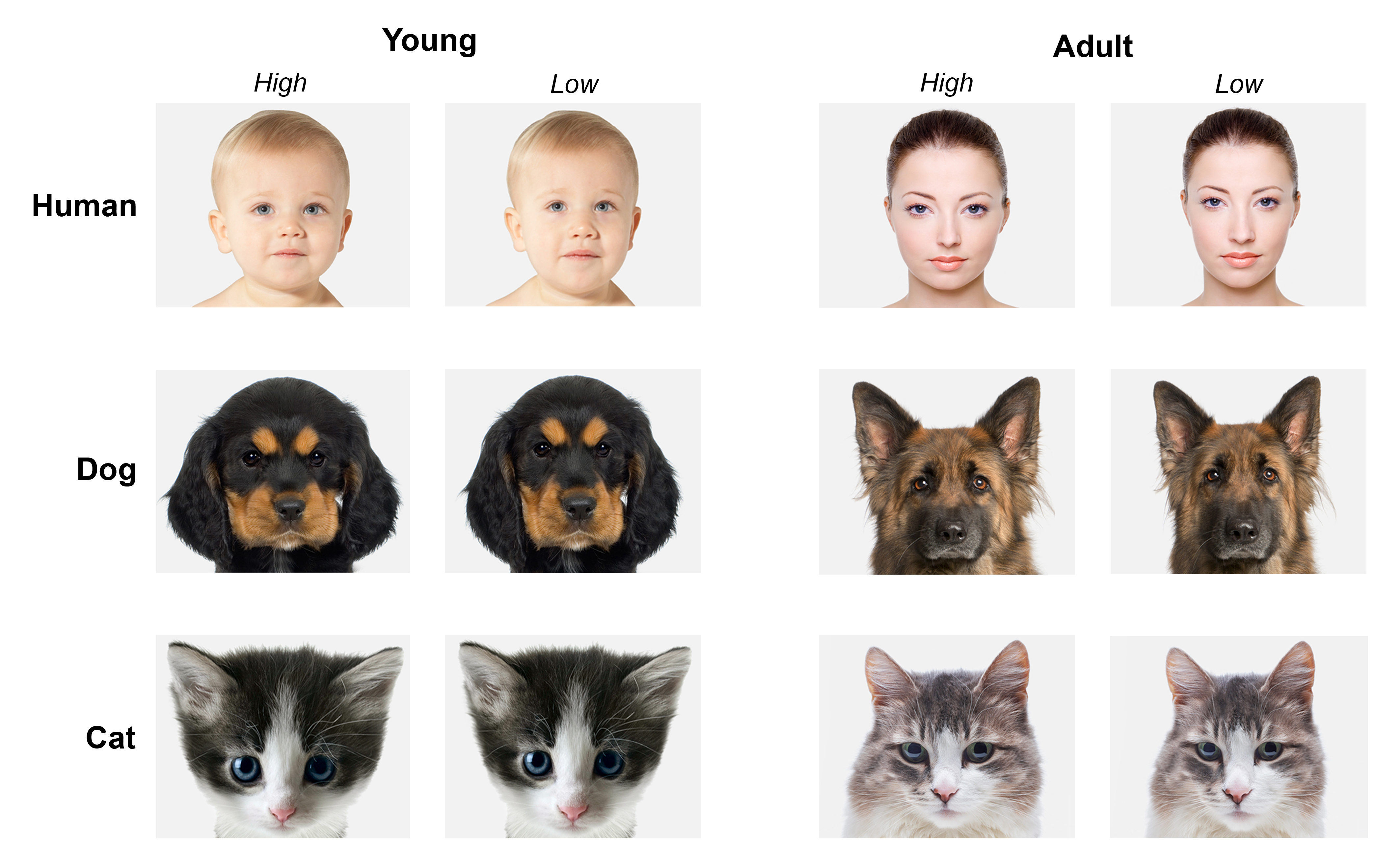 Cute Cat And Puppy World
