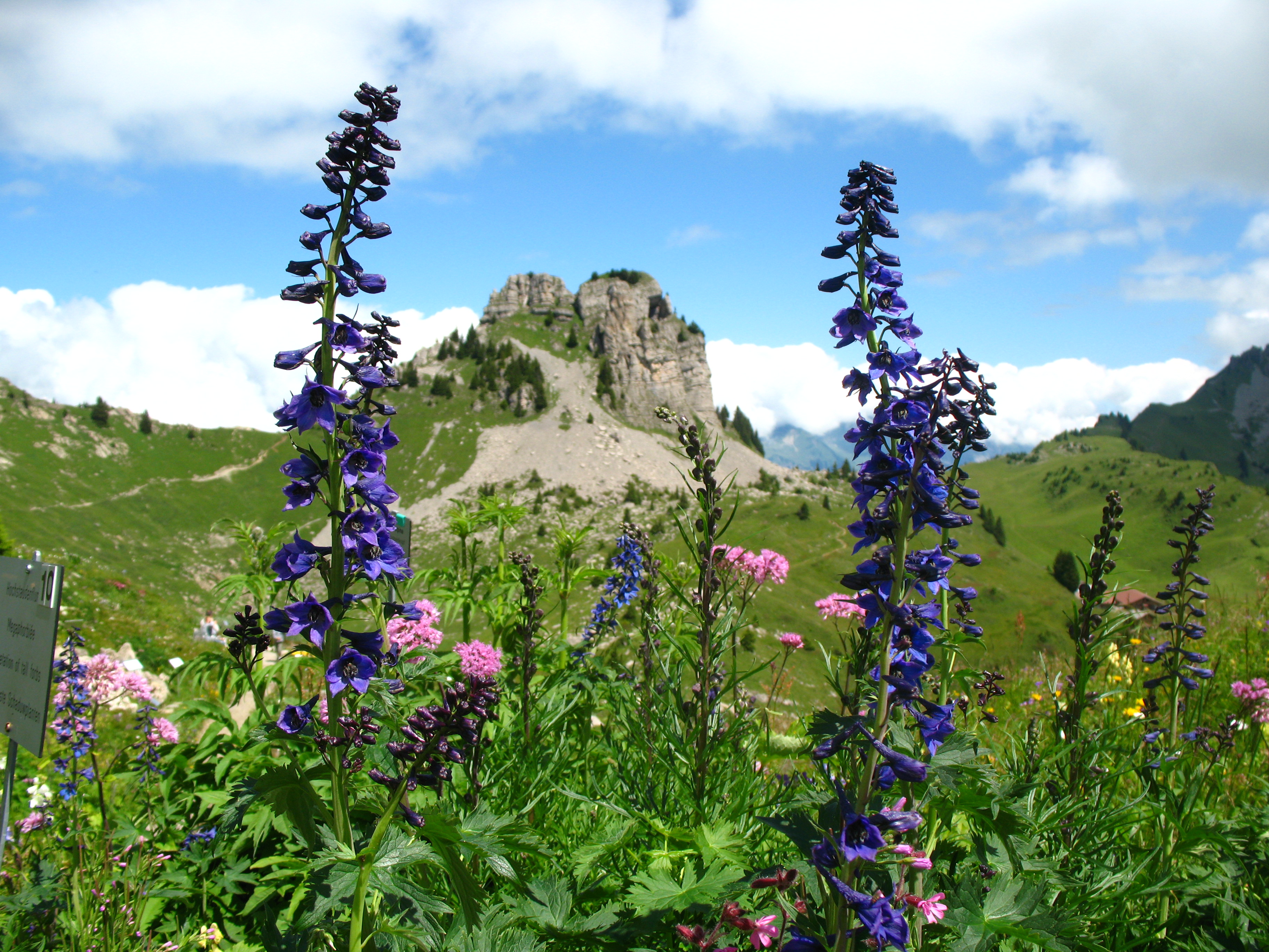 Switzerland's Most Beautiful Alpine Gardens Travel Smithsonian