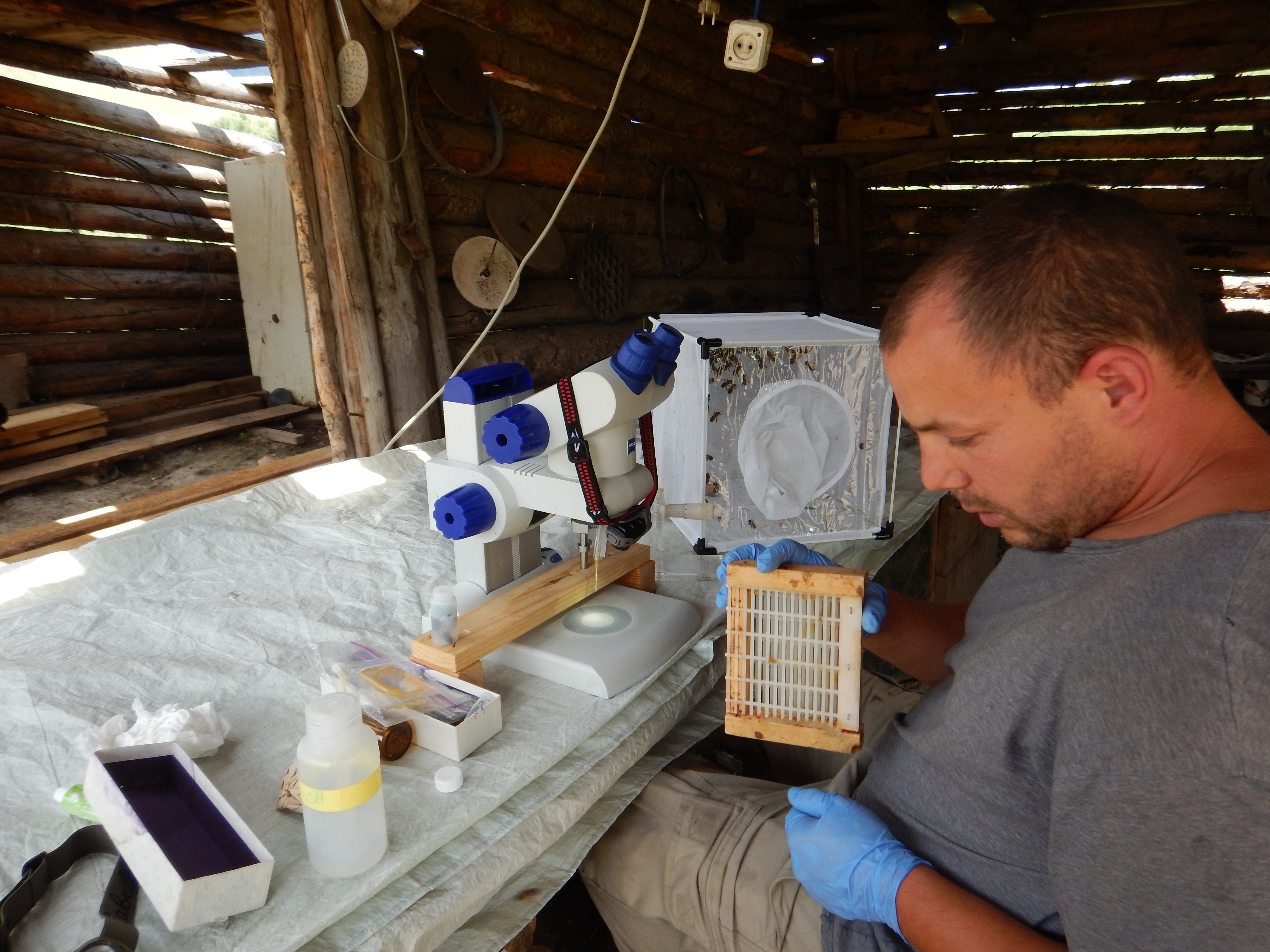 Brandon Hopkins collecting bee semen_credit Steve Sheppard.jpg