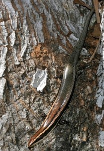 A Caicos Islands skink