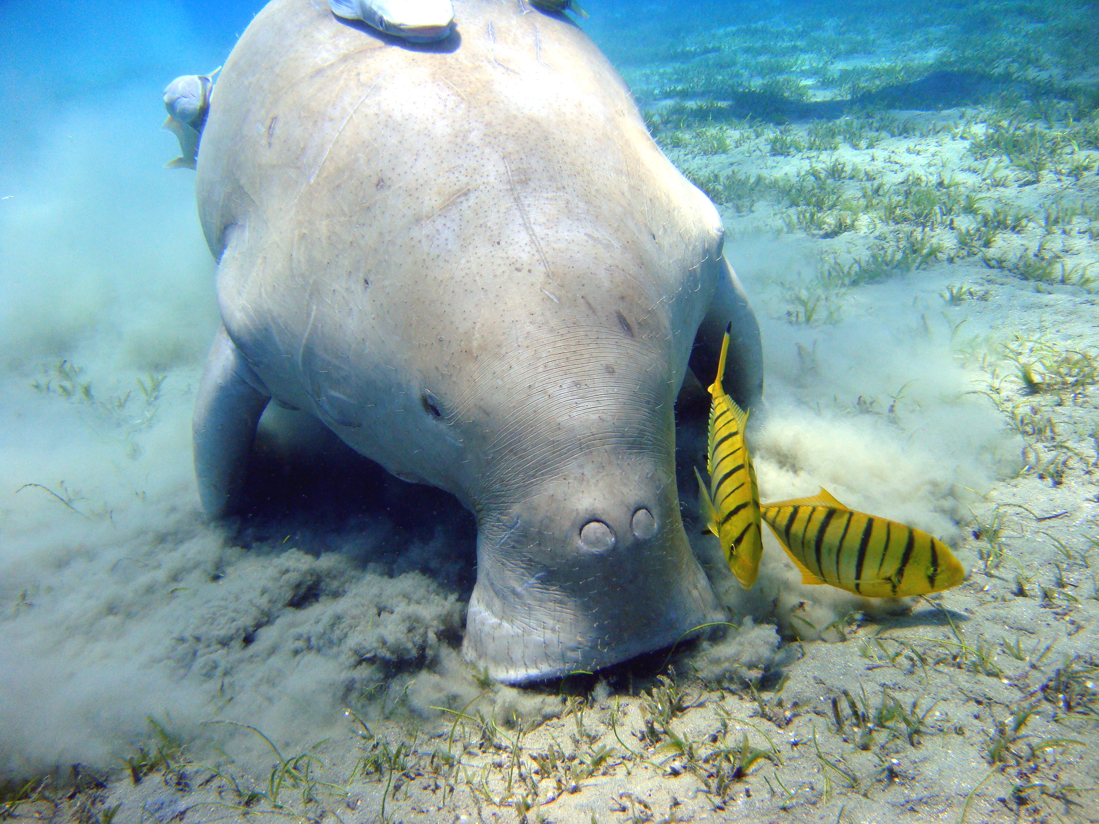 Dugong.jpg