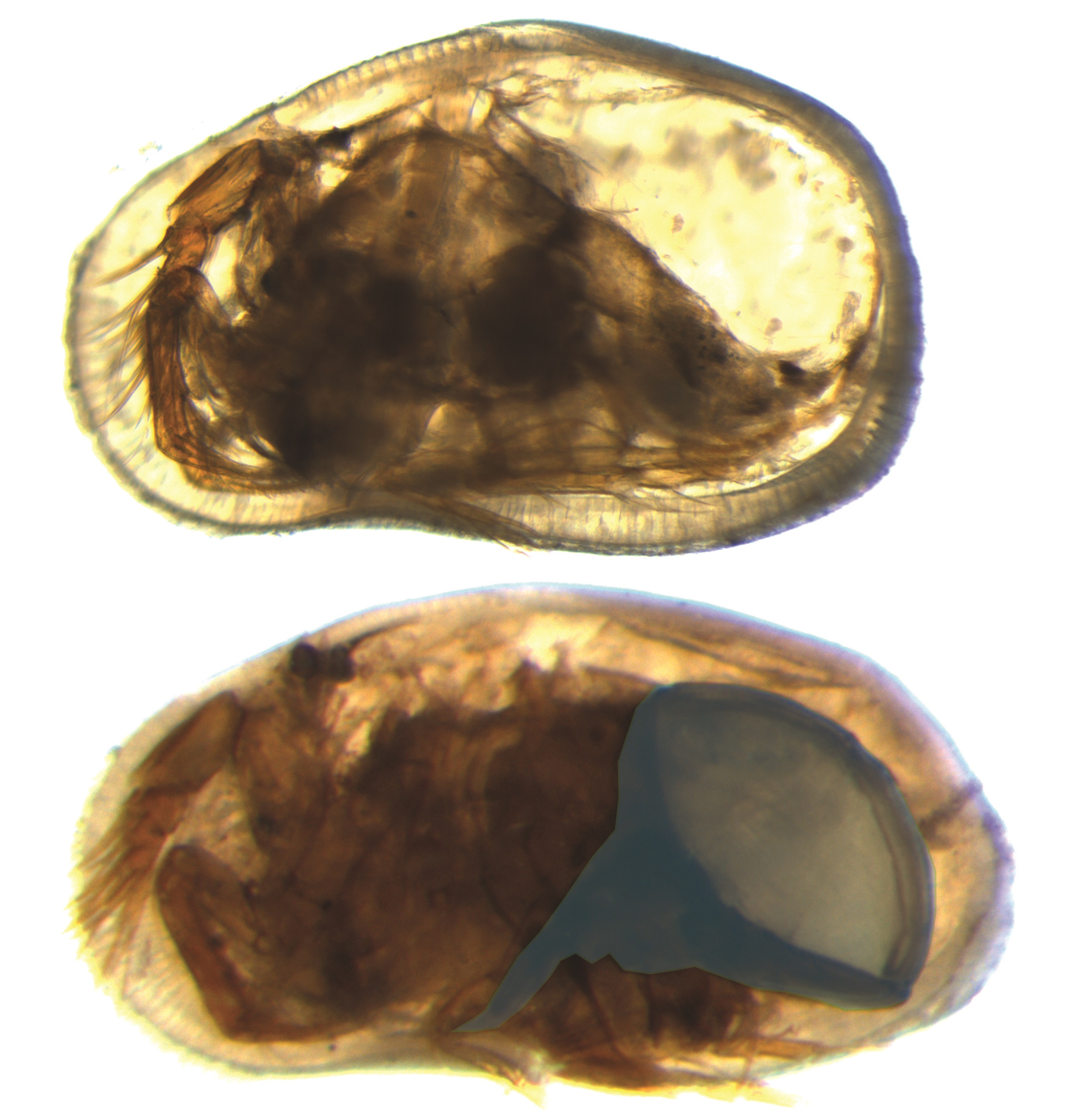 ostracod2.jpg