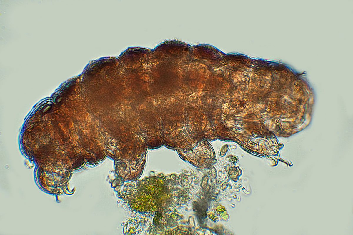Tardigrades