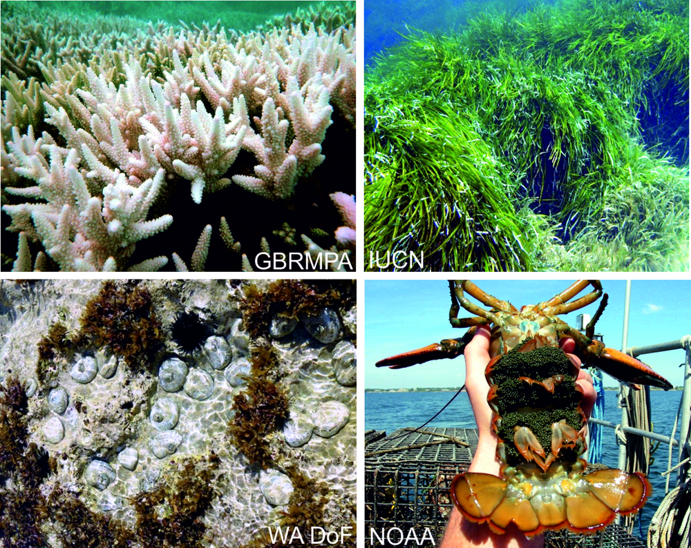 Examples of marine heatwave