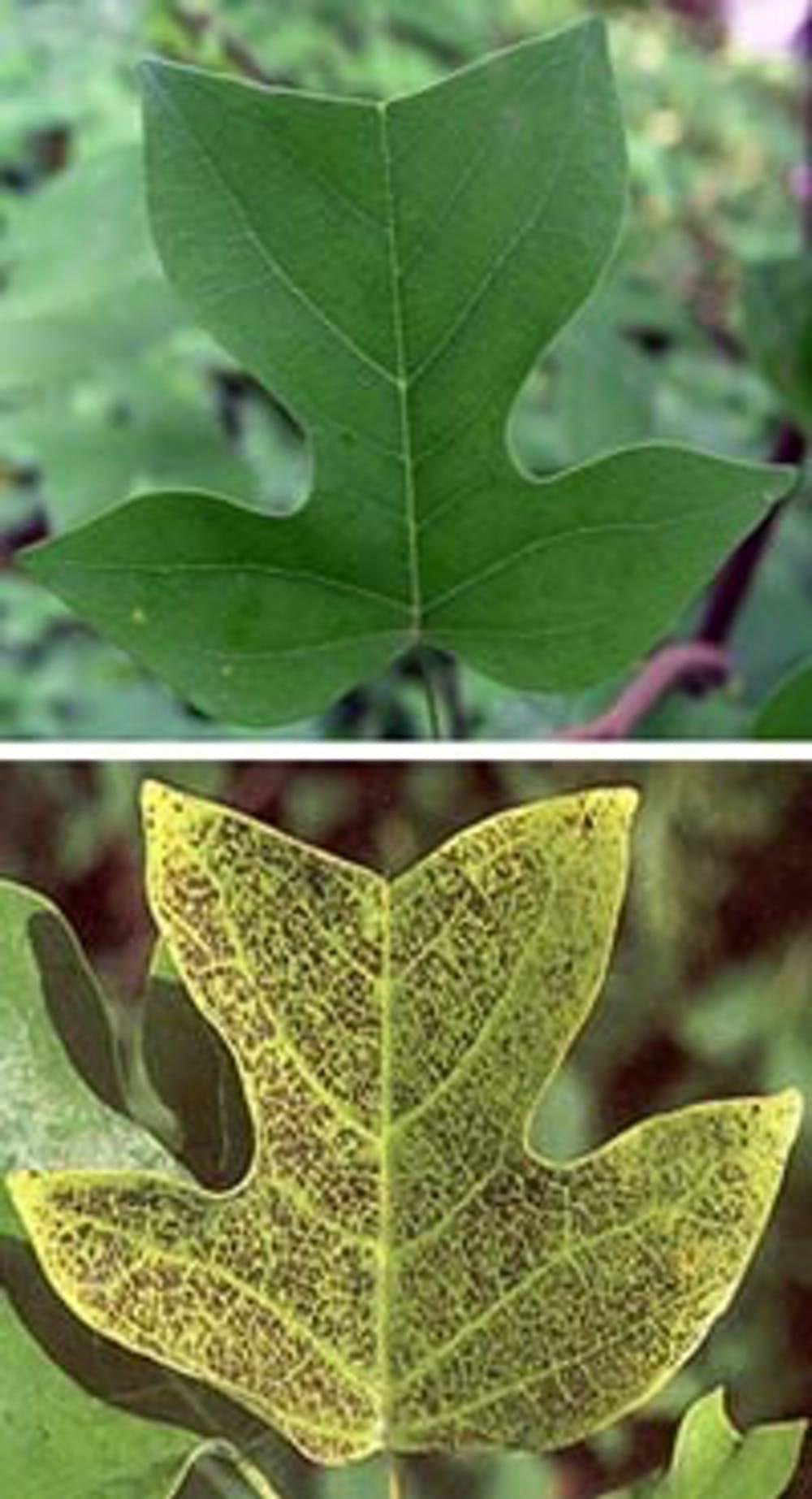 Healthy (top) and ozone-injured (bottom) tulip tree (yellow poplar) foliage.