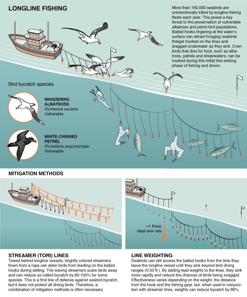 These Simple Fi Could Save Thousands Of Birds A Year From Fishing Ilration By Emily Eng Data Sourced From Birdlife International