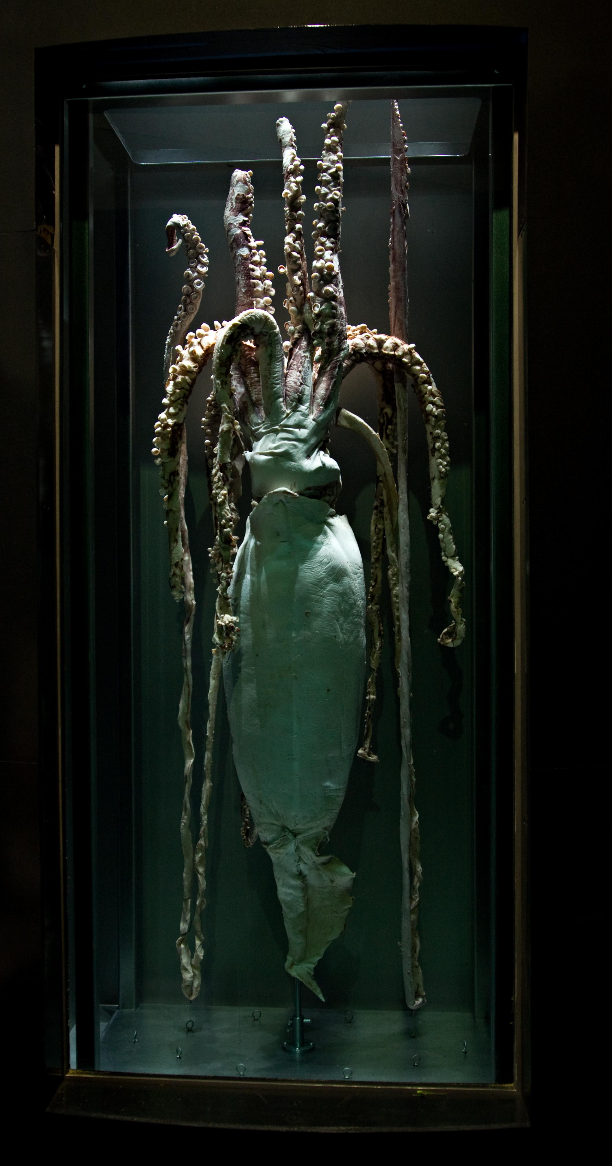 male giant squid national museum of natural history