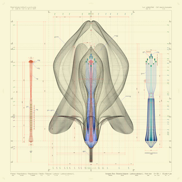 A front view of Lathyrus odoratus L. 2009-2012. By Macoto Murayama