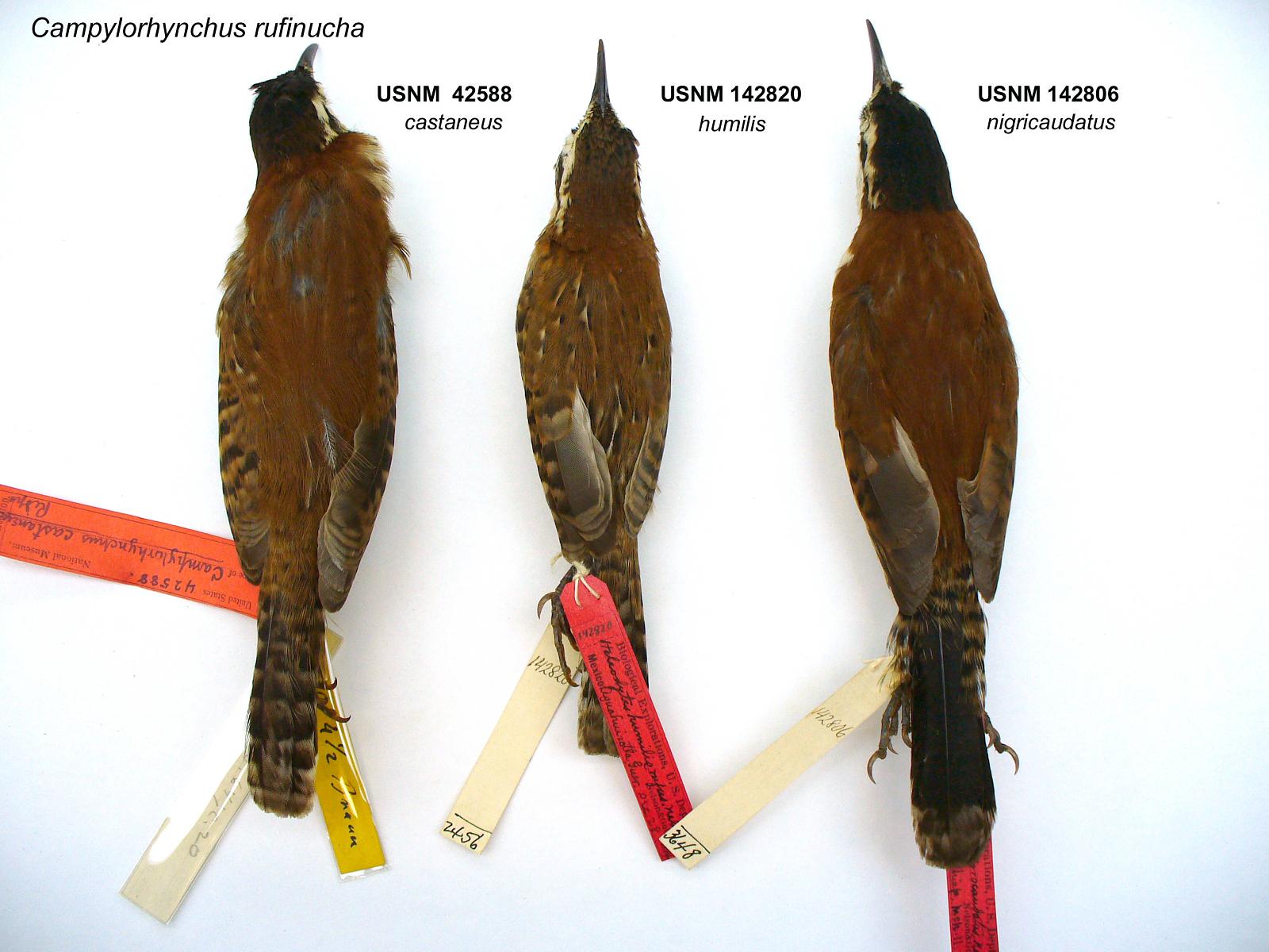 Birds..jpg
