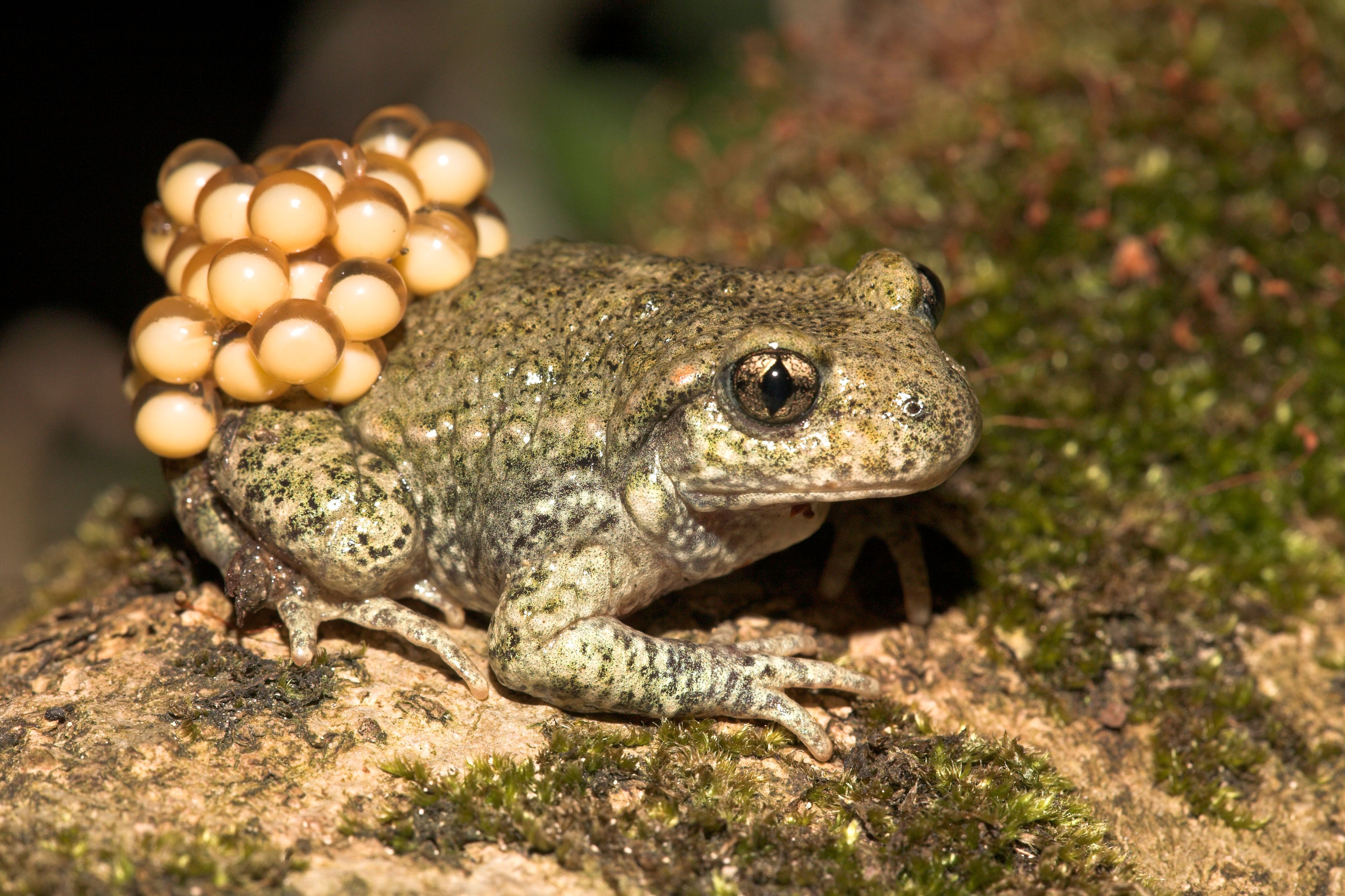 midwife toad.jpg