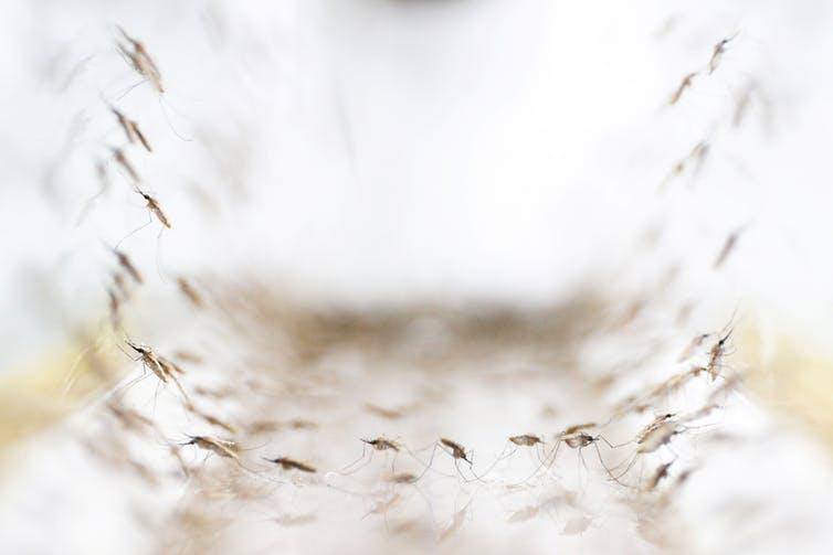 Mosquitoes are only one problem when it comes to malaria. Fake medicines are another.