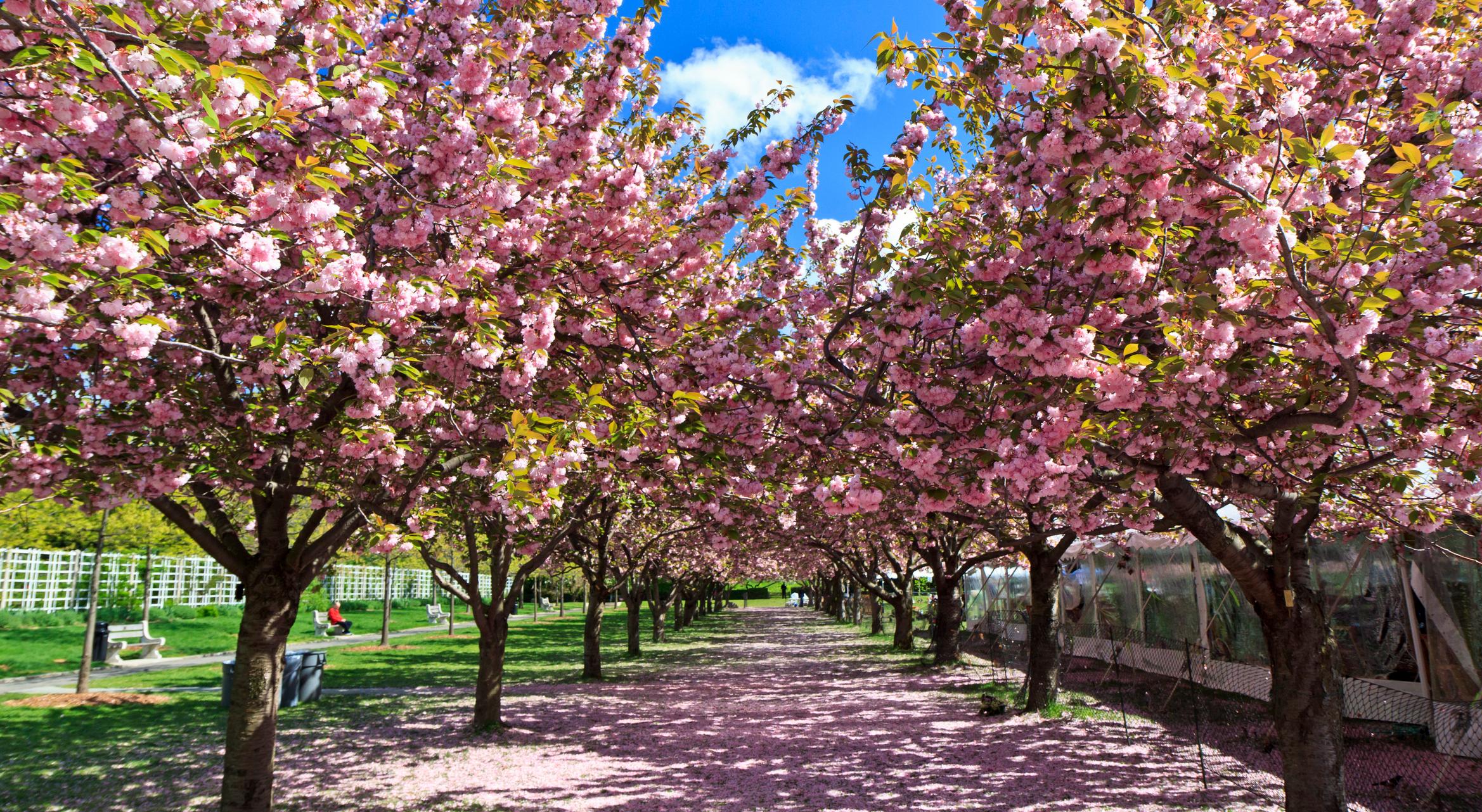 Cherry Esplanade