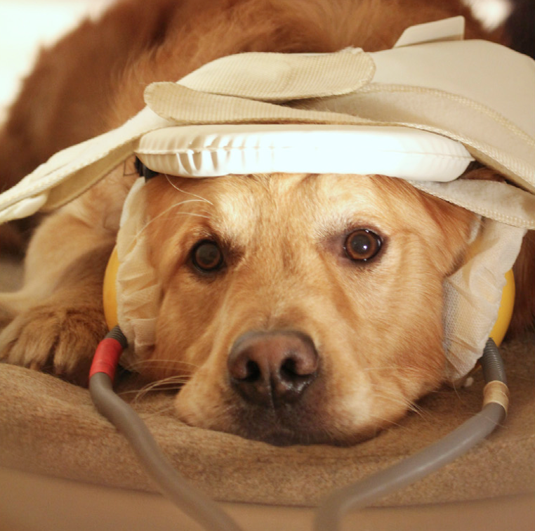 dog in scanner.png