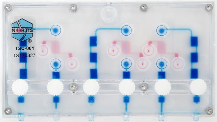 Fluid circulates through a kidney-on-a-chip.