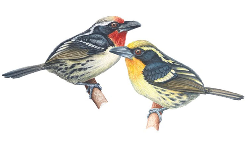 birds.jpg