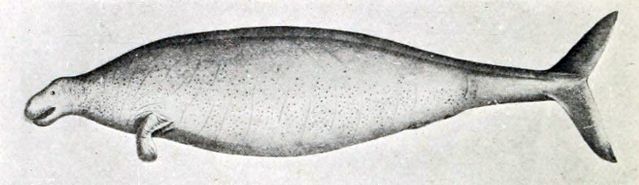 stellersseacow.jpg