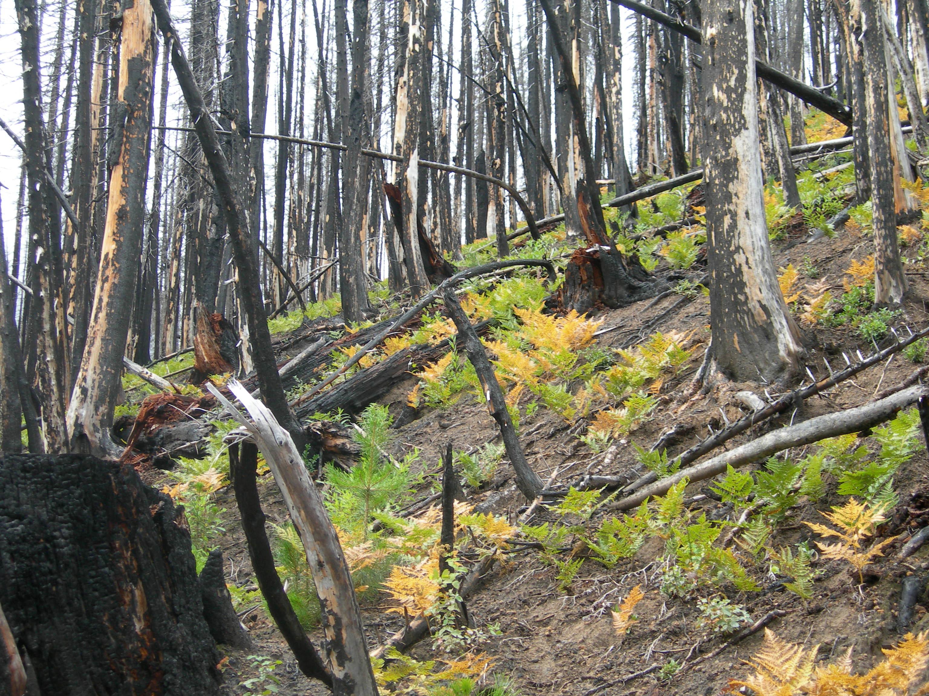 Ferns in the burned forest (c) Regan Dunn, The Field Museum.JPG