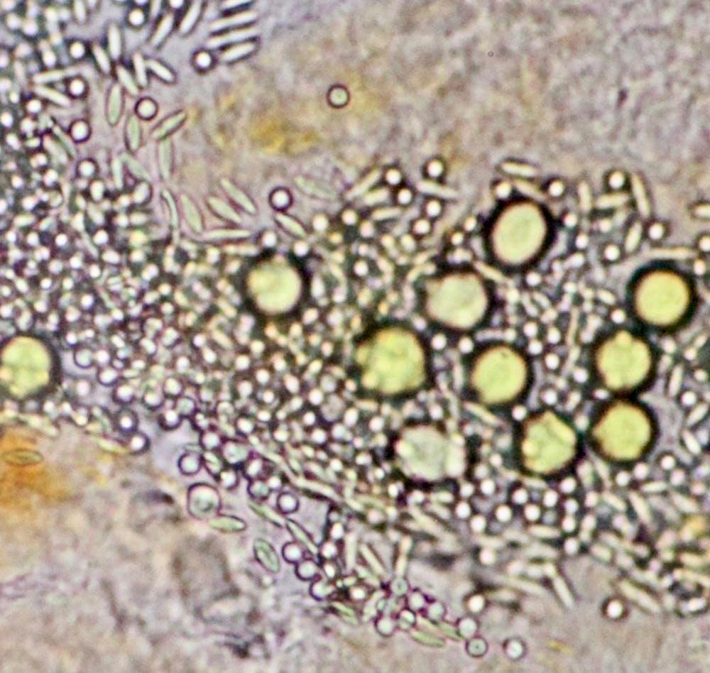 Particles of different size