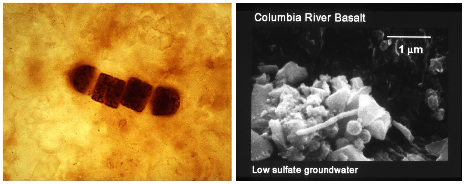 Fossil bacteria.jpg