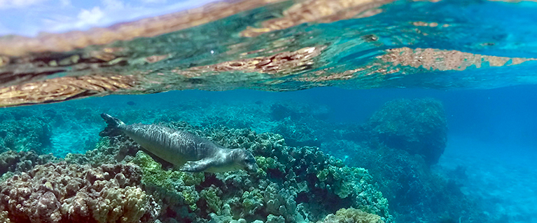 monk-seal-swimming-underwater-767x318.jpg