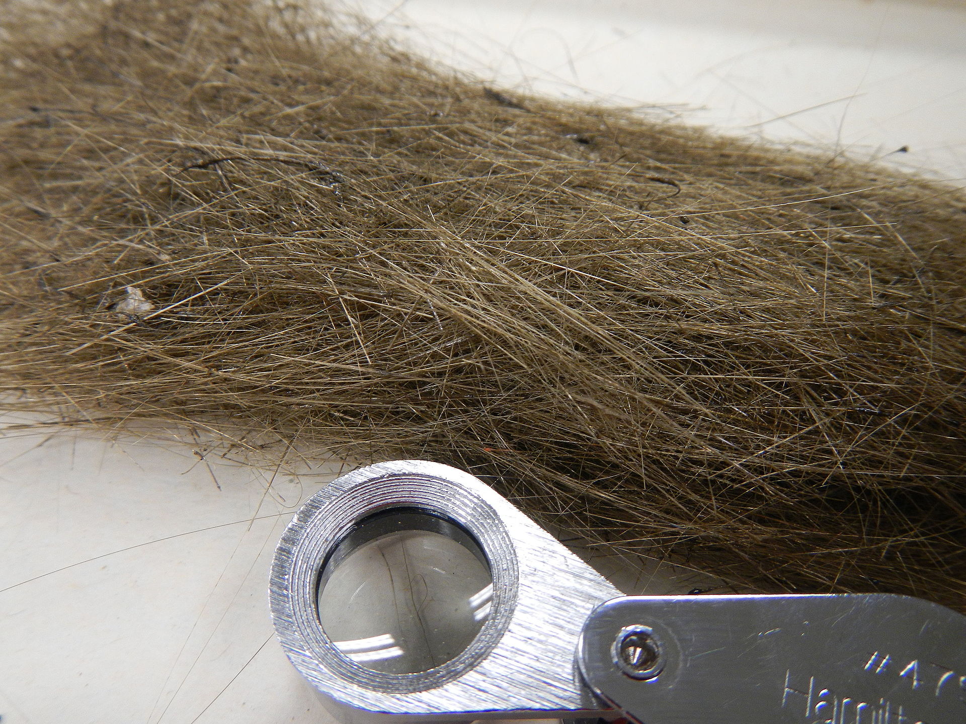 Pele's_hair_of_Hawaii.jpg