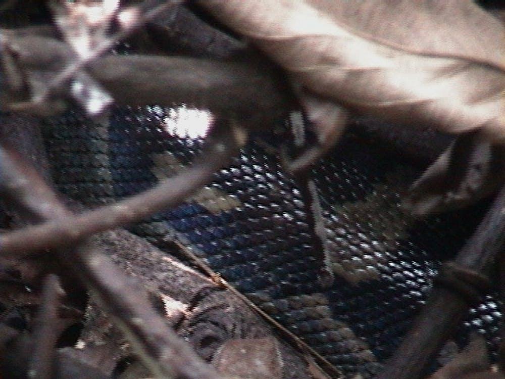 A glint of snake scales in the vine tangle.