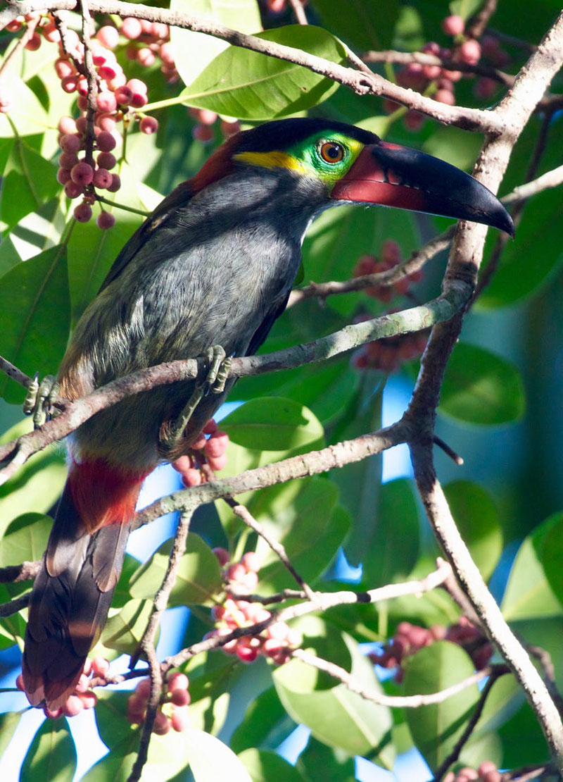 Guianan-toucanet.jpg
