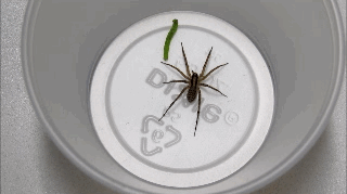 spider-3.gif