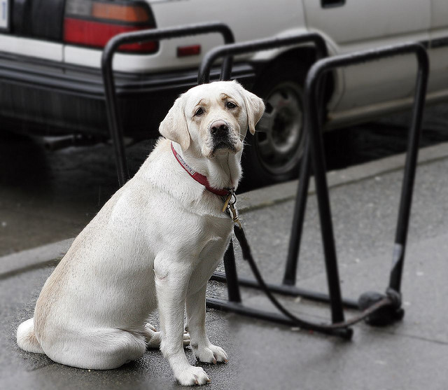 sad-dog2.jpg