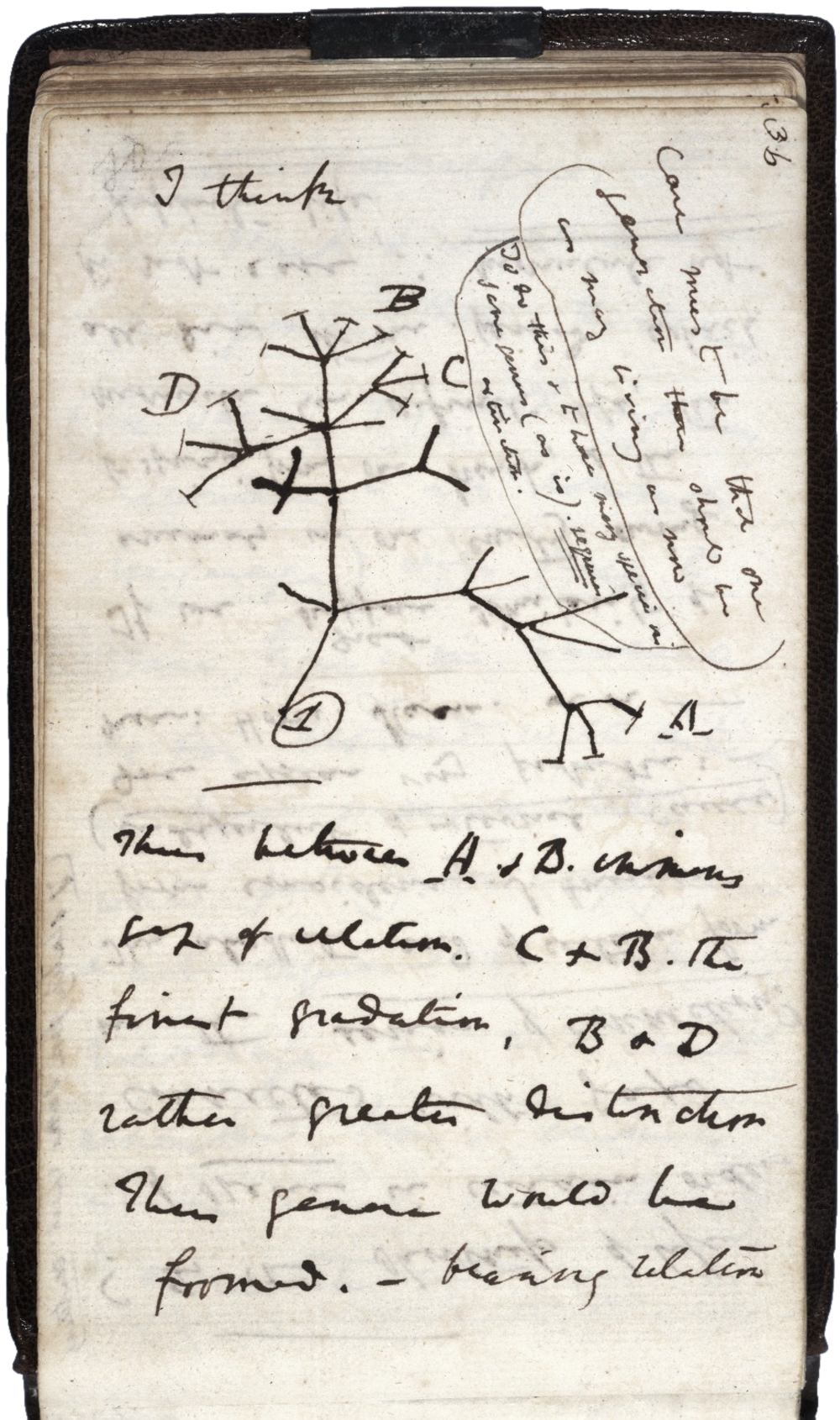 Charles Darwin’s first diagram