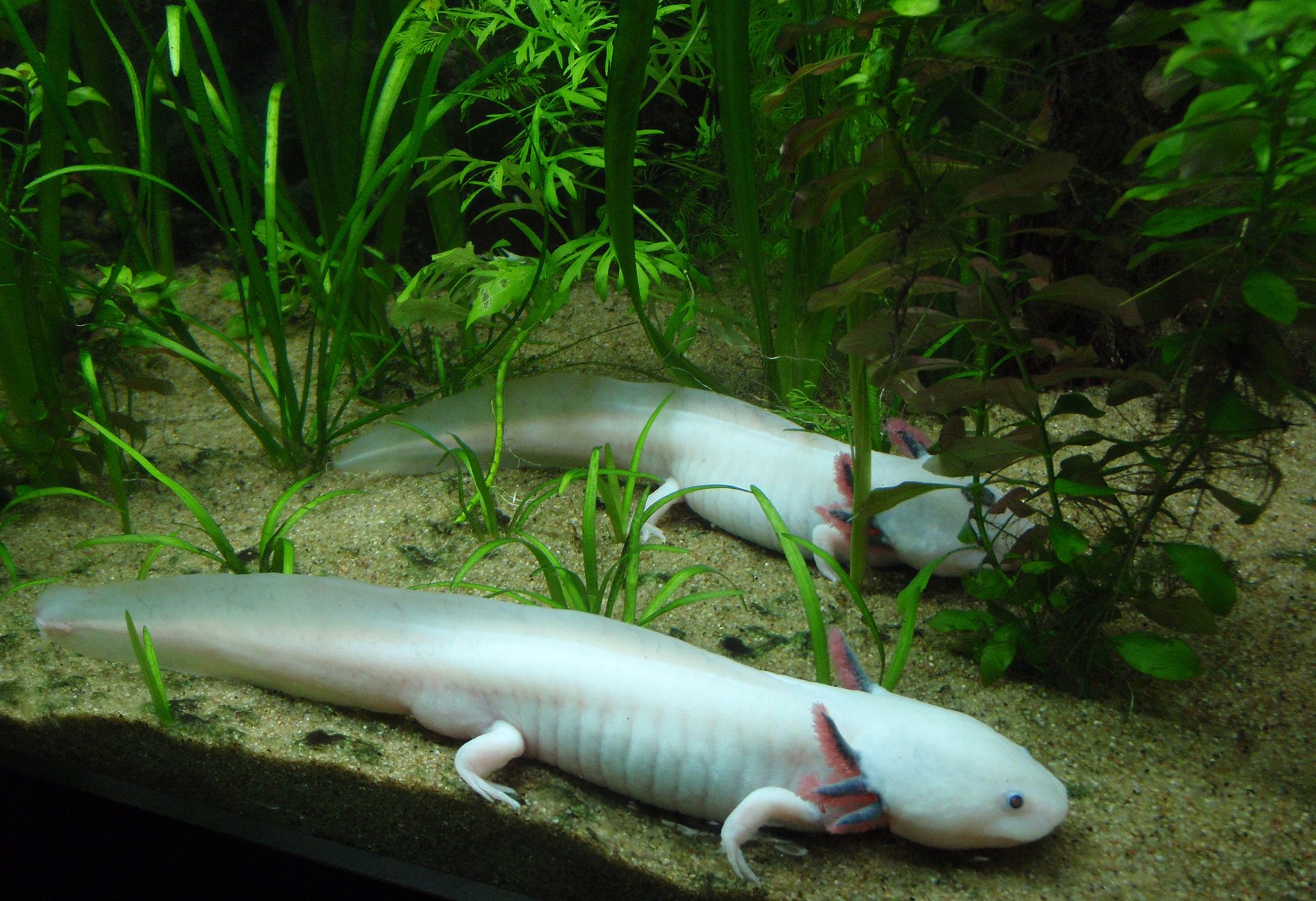 1920px-Ambystoma_mexicanum_at_Vancouver_Aquarium.jpg