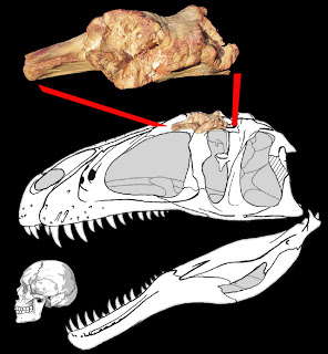 The skull fragment of Sauroniops