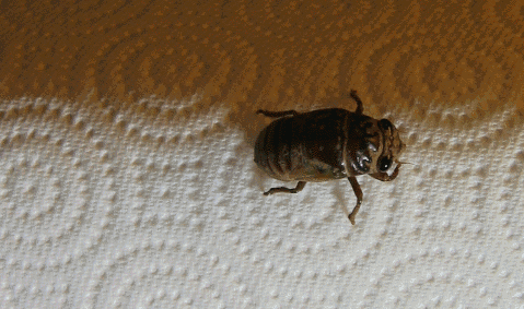 Cicada_molting_animated-2.gif