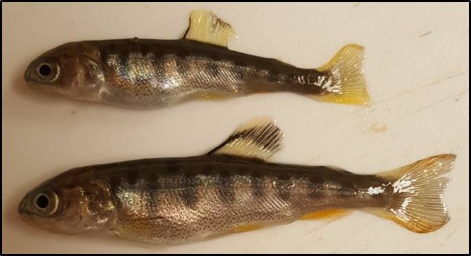 Approach trout comparison.jpg