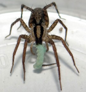 A wolf spider enjoys a tobacco-free lunch.