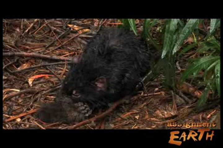 The Devastating Decline of the Tasmanian Devil | Smithsonian Magazine