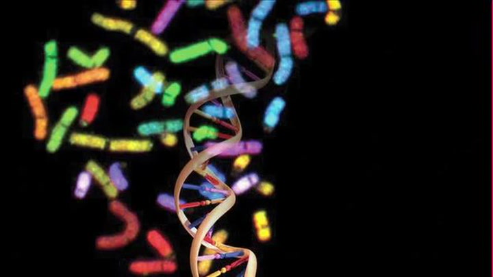 Геном человека схема. Геном человека 1988. Геномика проект геном человека. Завершение проекта «геном человека». Уникальный человек ДНК.